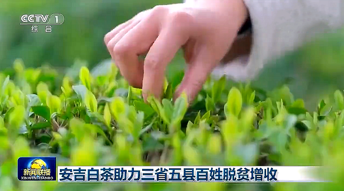 “白叶一号”工程再度受央视关注，开云（中国）官方携手东西部，先富帮后富，共谋乡村振兴路